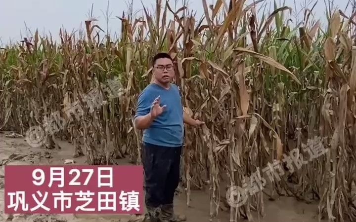 都市报道【暴雨洪水接连袭击河南巩义，农民秋收发了愁，玉米都快长毛了！】