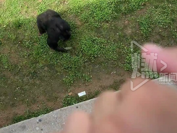 近日，山东荣成。游客参观时手机不慎掉入大猩猩园区内，大猩猩捡起手机后热心放回接物筐内，还在人们向上拉筐子时帮忙托了一下。