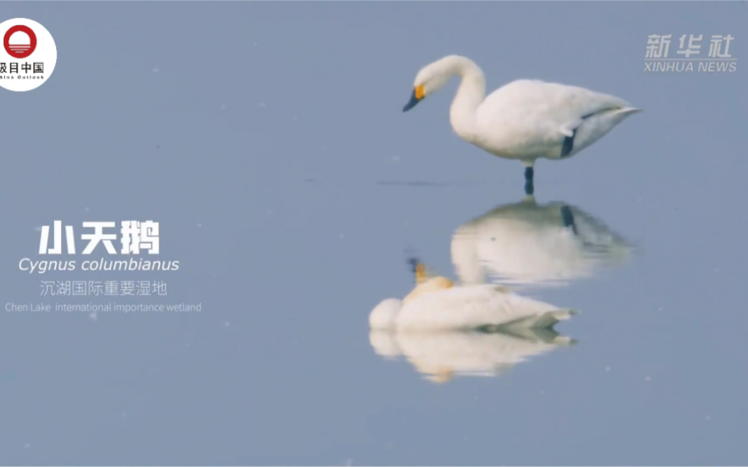 水韵武汉 湿地之城