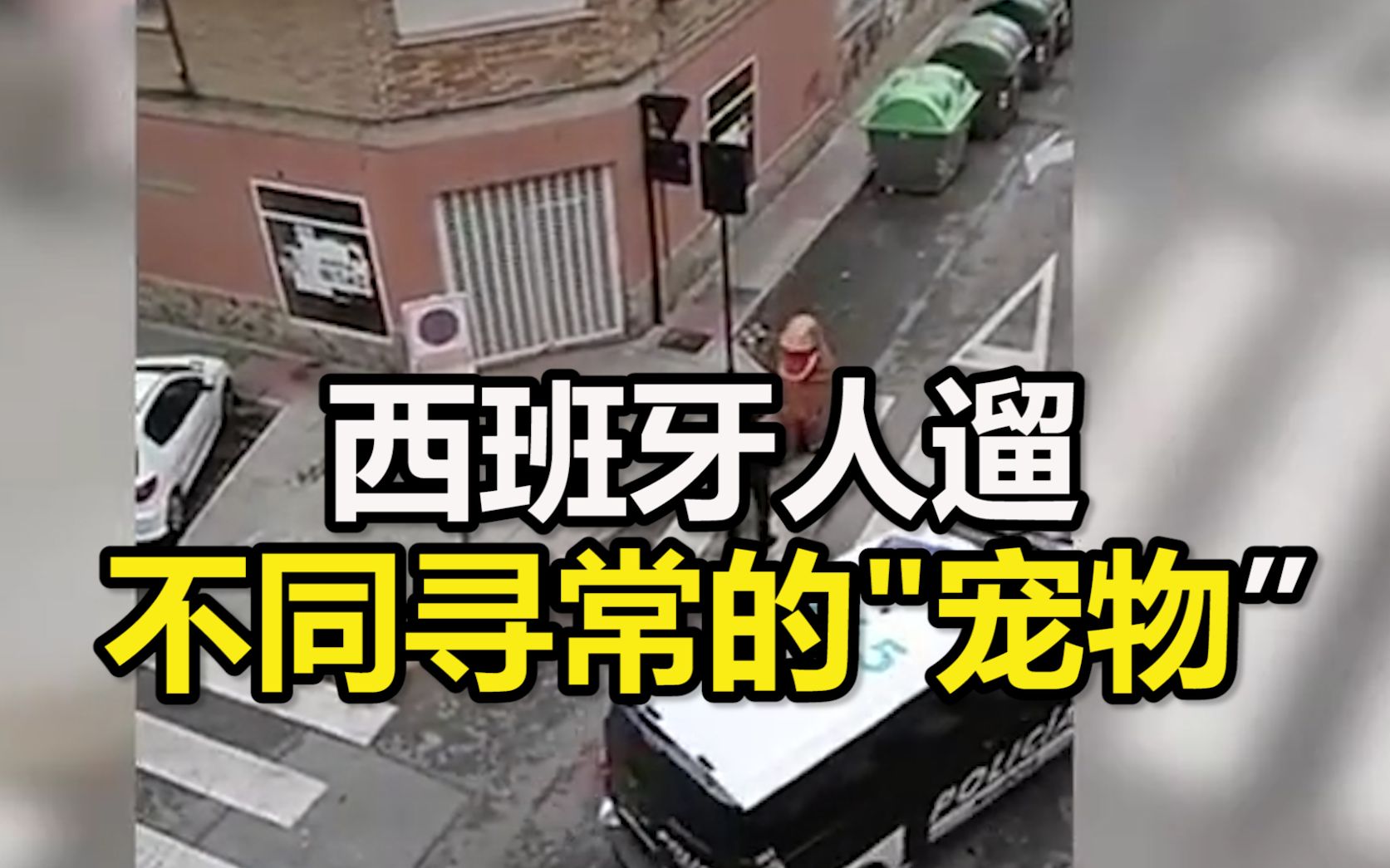 西班牙人躲避“居家令”为了外出也是拼了：一直在遛不同寻常的"宠物”