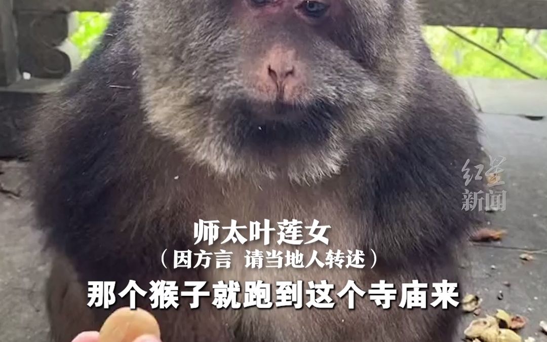 八旬师太讲述收留独臂猴过程：因吃太多养不起被买家放走 自己跑来了寺庙