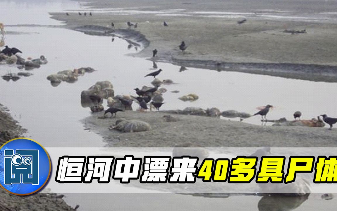 印度河边漂着数十具新冠患者遗体，当地官员：亲属找不到地方火化