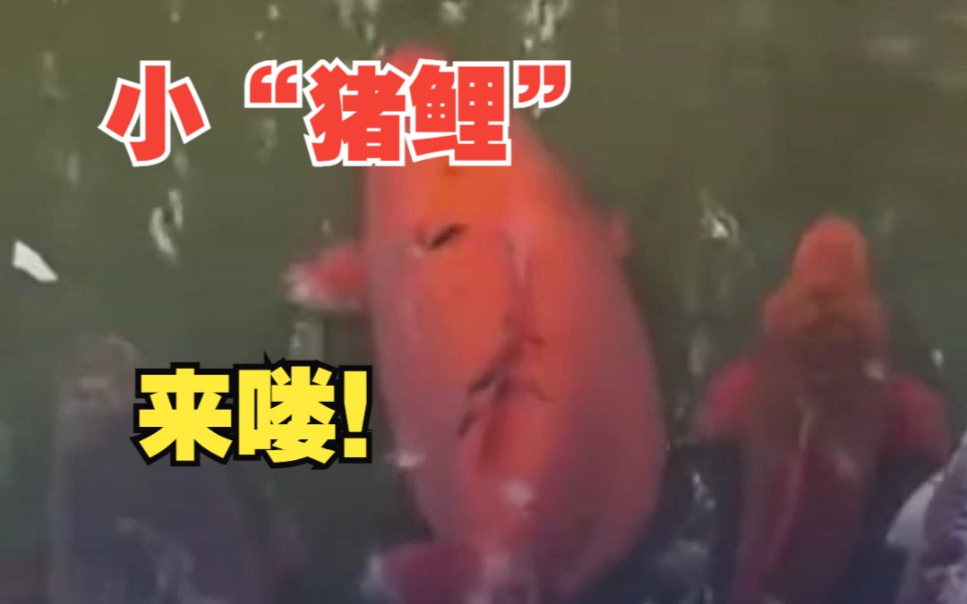 趵突泉胖锦鲤上线！警察喊话阻止游客喂食，为“猪鲤”操碎了心