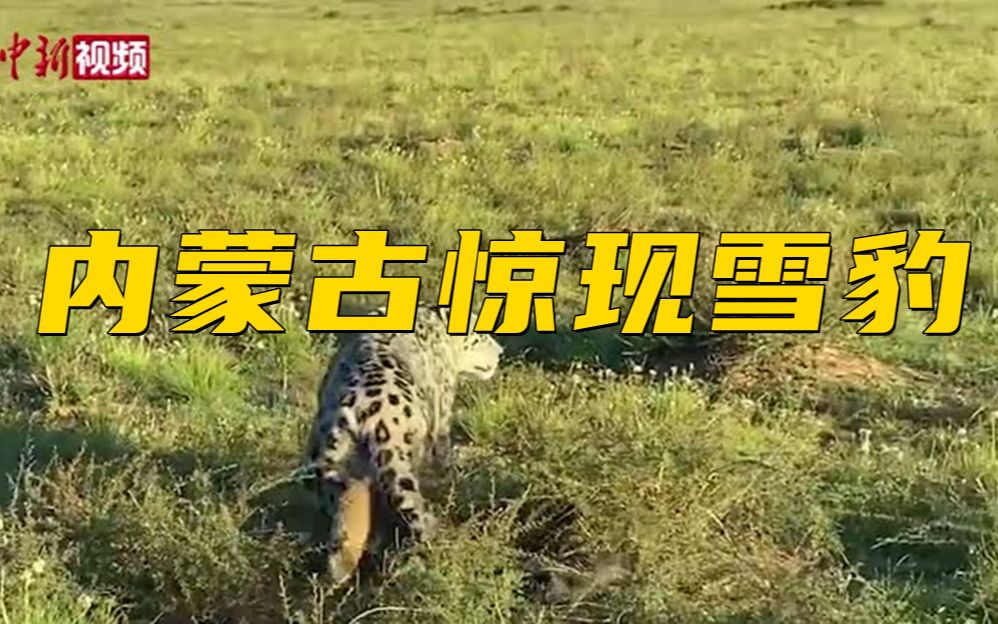 内蒙古大草原惊现雪豹 警民联合救助