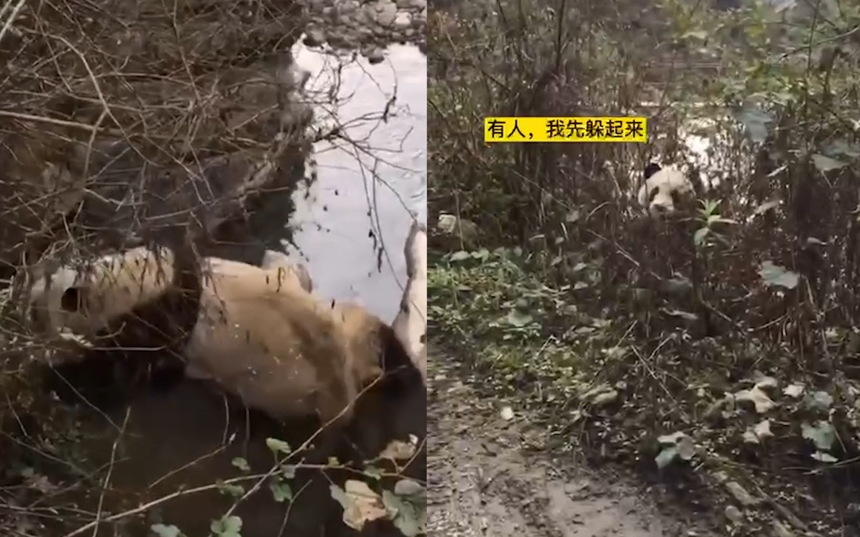 网友意外发现河中异样 偶遇野生大熊猫下山拜晚年 歪歪扭扭要过河