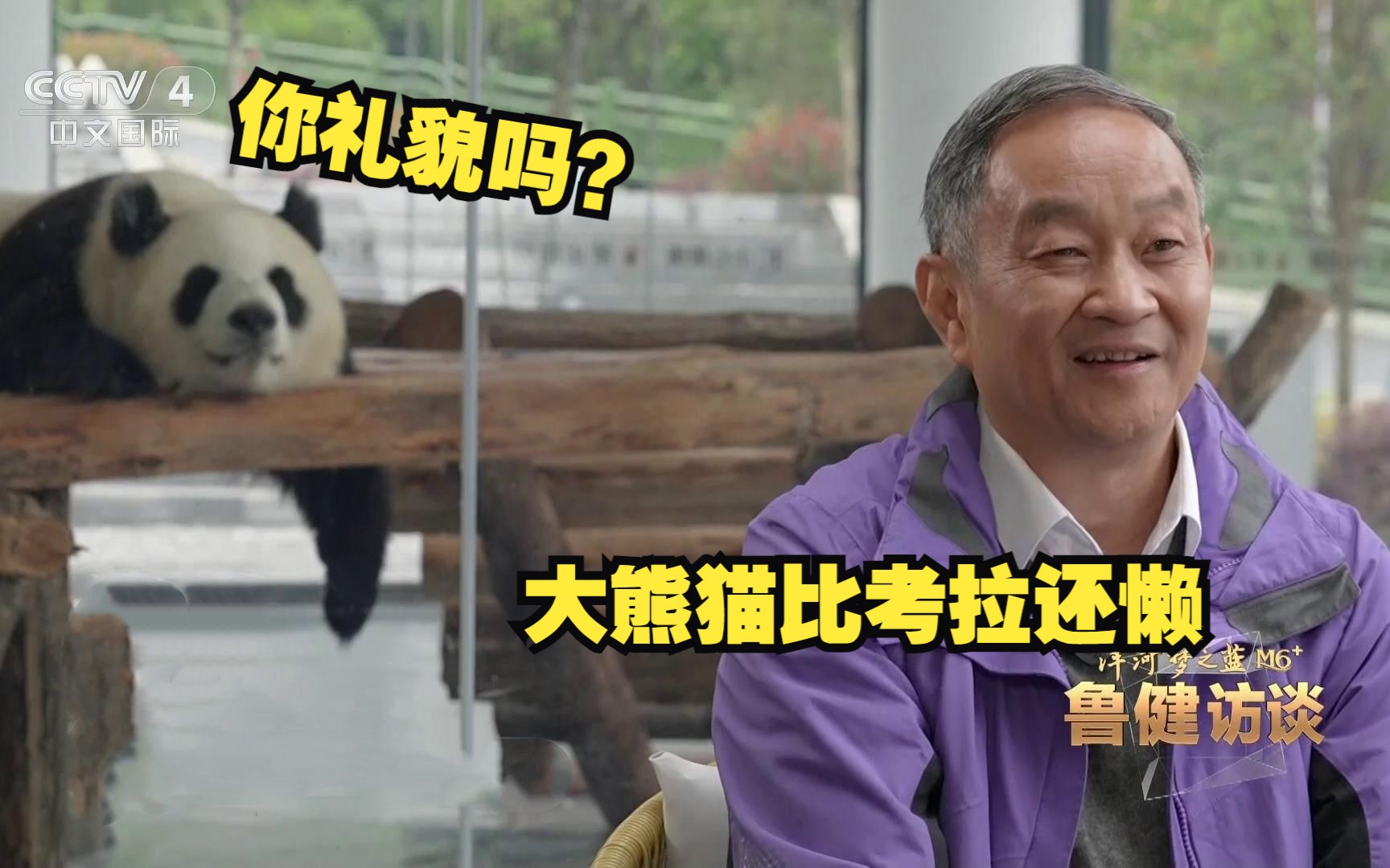 对话“熊猫院士”魏辅文：大熊猫比考拉还懒，与树懒几乎齐平