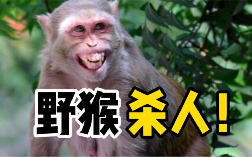 印度再现野猴杀人案：猴子把2月大婴儿丢进水箱溺亡