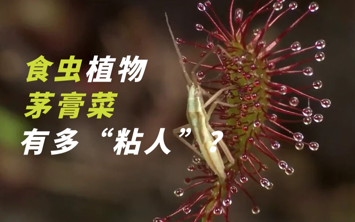 茅膏菜是如何捕食昆虫的？