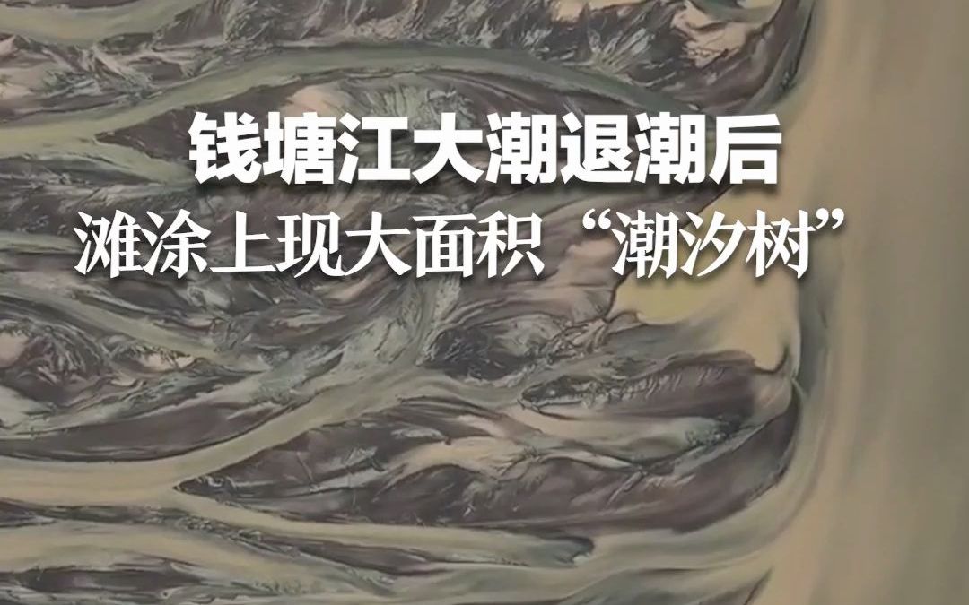 大自然的鬼斧神工！钱塘江大潮退潮后 滩涂上出现大面积“潮汐树”