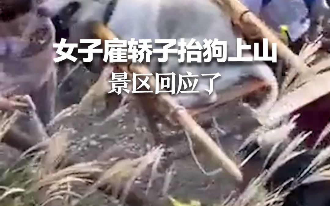 女子雇轿子抬狗上山 景区回应了