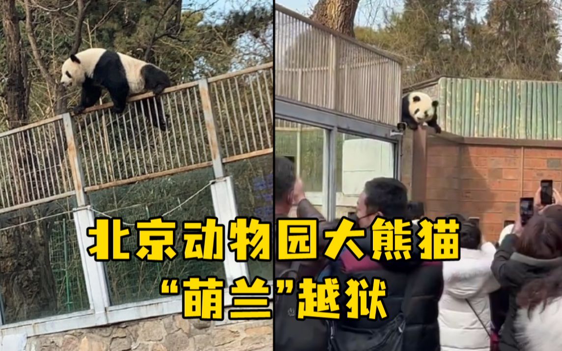 北京动物园大熊猫萌兰越狱，工作人员对其进行“批评教育”