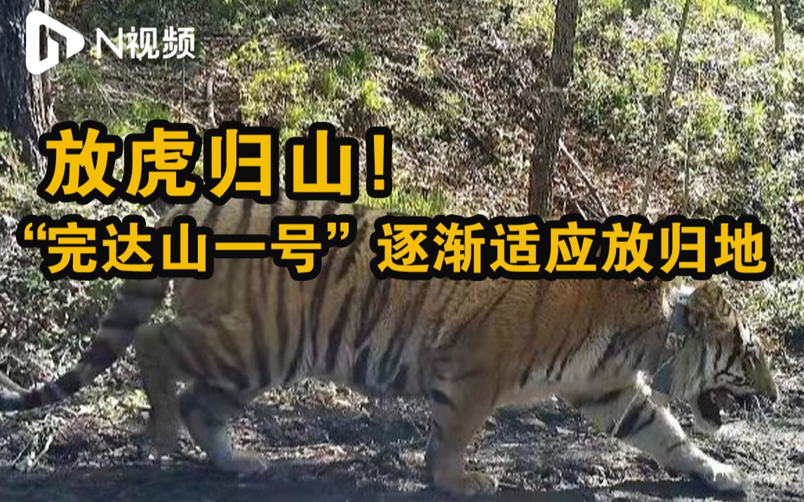 野生东北虎“完达山一号”状况良好，东北林大冬季将持续监测