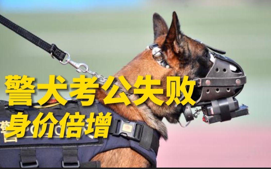 沈阳淘汰警犬拍卖，出价居高不下
