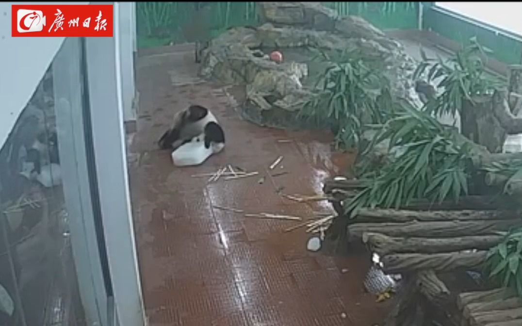 连日高温，大熊猫雅一抱着冰块不撒手