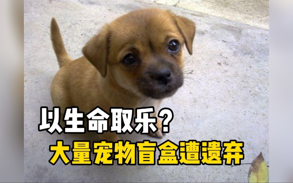 成都市区发现被遗弃的宠物盲盒，小猫小狗在里面奄奄一息