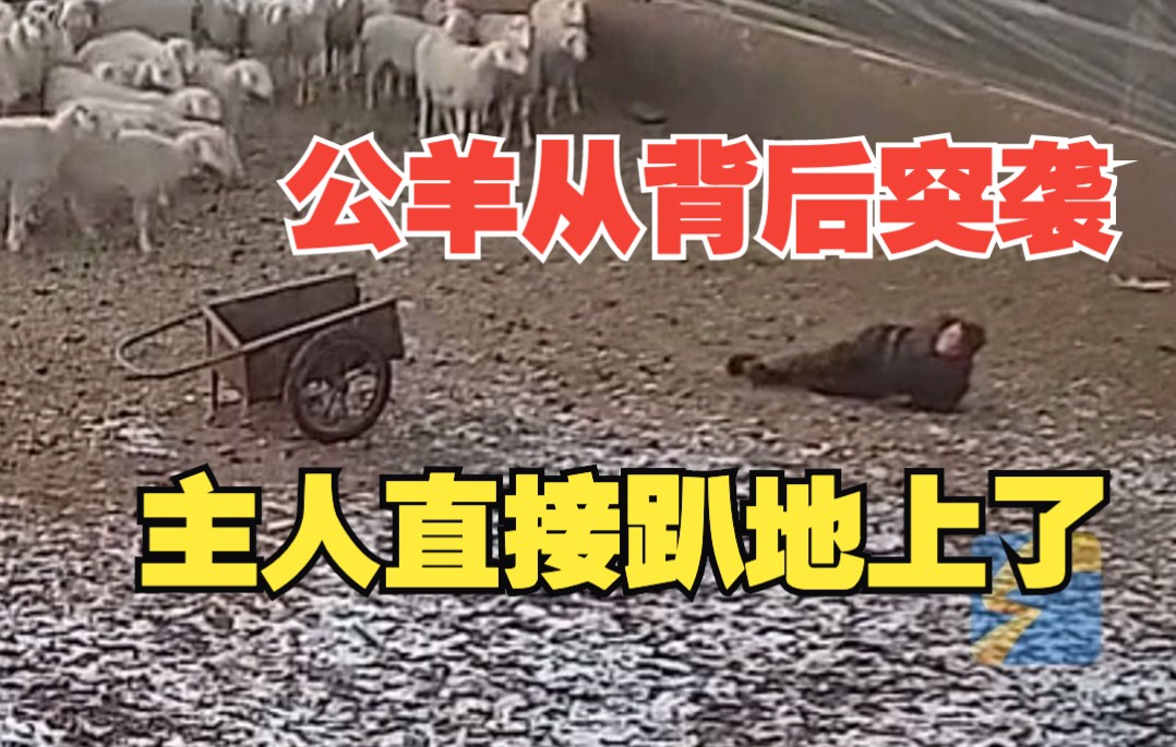 公羊背后突袭 主人趴地上好久起来拿棍追打