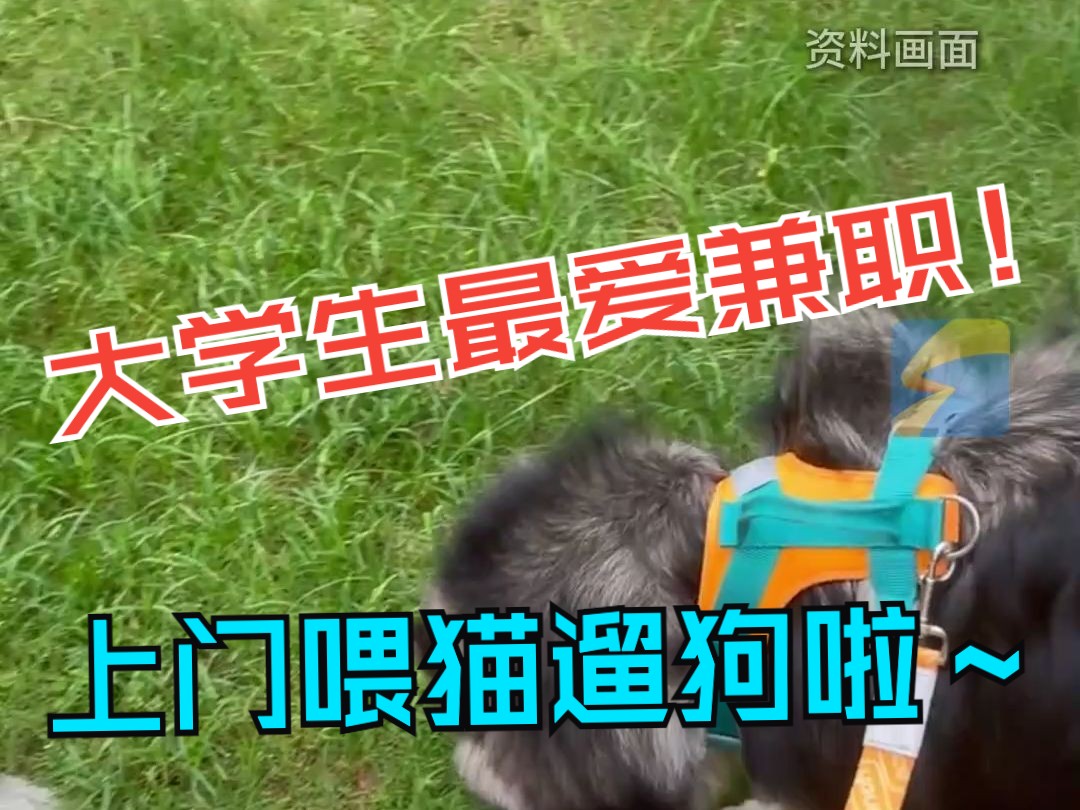 春节期间上门“喂猫遛狗”升温 有兼职者10多天收入近万元 宠物主人：一次70元 比宠物店寄养便宜