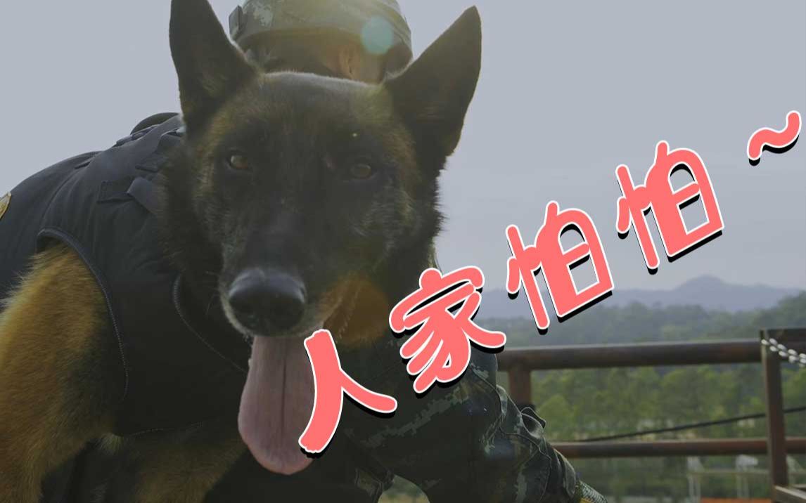 心疼又好笑！高空索降军犬紧紧抱住特战队员胳膊瑟瑟发抖