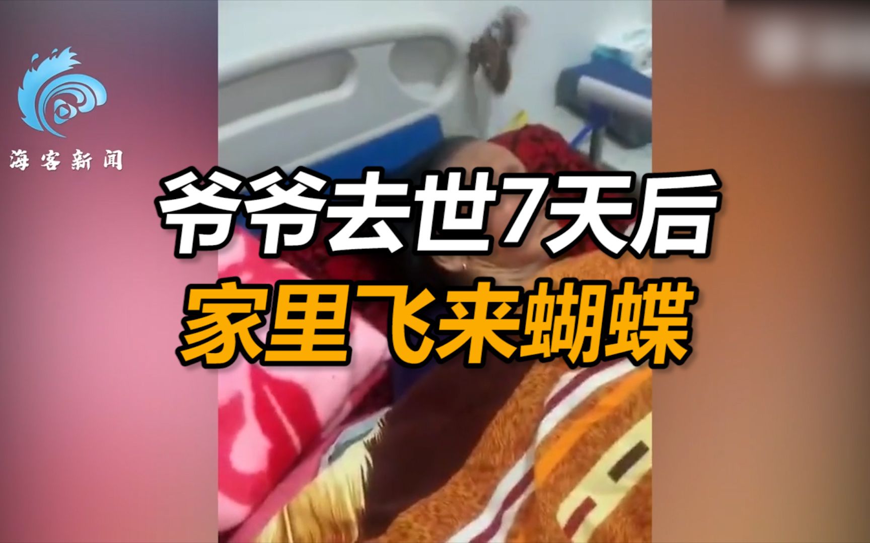 爷爷去世七天后 奶奶屋内飞进一只巨大“蝴蝶” 网友拍下感人一幕