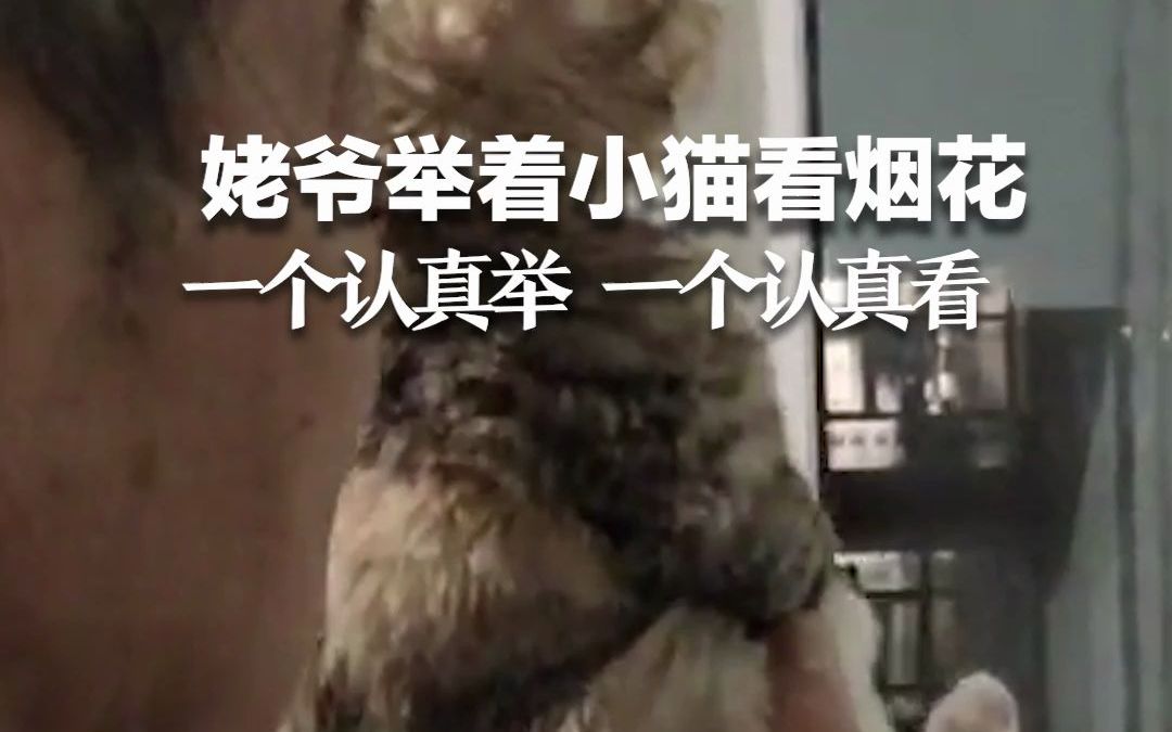 姥爷举着小猫看烟花 一个认真举 一个认真看