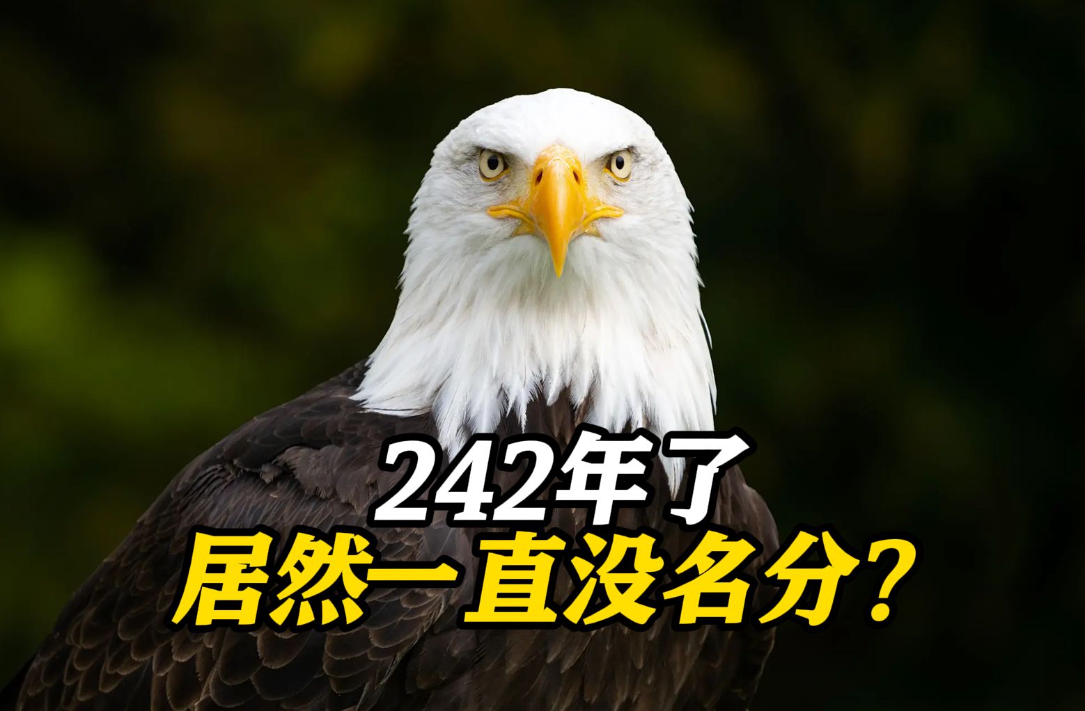 代表美国242年后 白头海雕终于要被定为"官方国鸟"？网友嘲讽拉满……