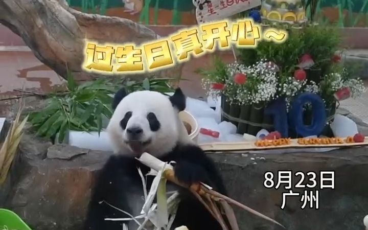 星一仔生日快乐！永远做个快乐的宝宝！