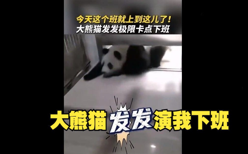 大熊猫极限卡点下班叫都叫不住