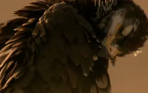 残酷的竞争：草原雕