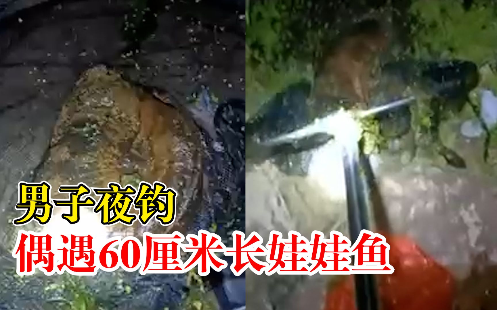男子夜钓偶遇60厘米长娃娃鱼：7斤重左右，第一次遇到已放生