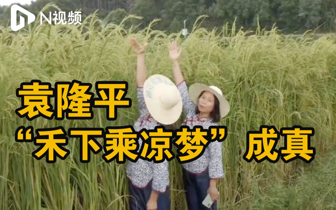 隆平稻作公园巨型稻已齐穗，2米2高巨型稻将进入成熟期