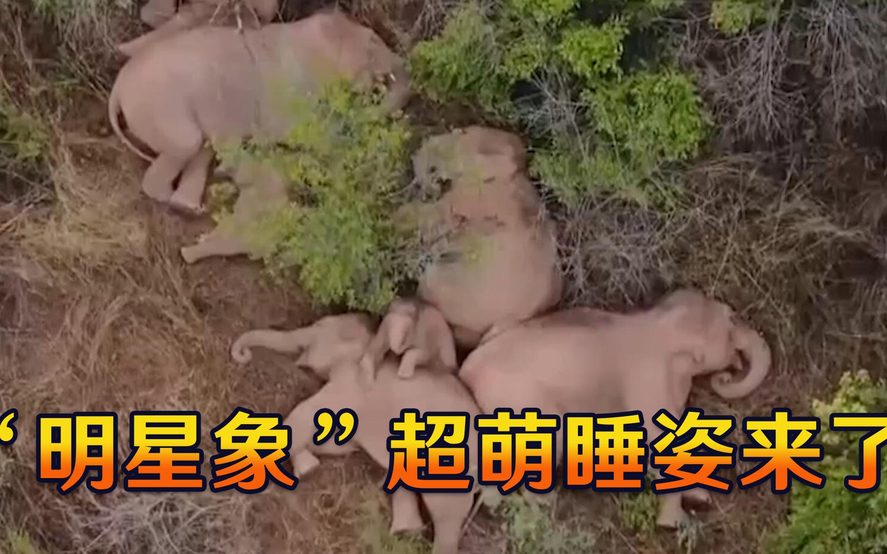 无人机实拍“明星象”超萌睡姿，沿途工作人员贴心举动太暖了