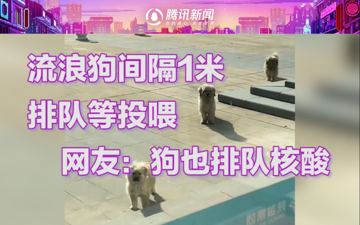 有趣！3只流浪狗吃饭 间隔1米整齐排队