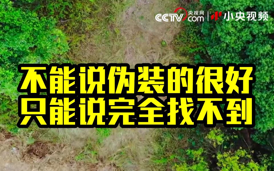 你能找出这片丛林藏了几个战士吗？
