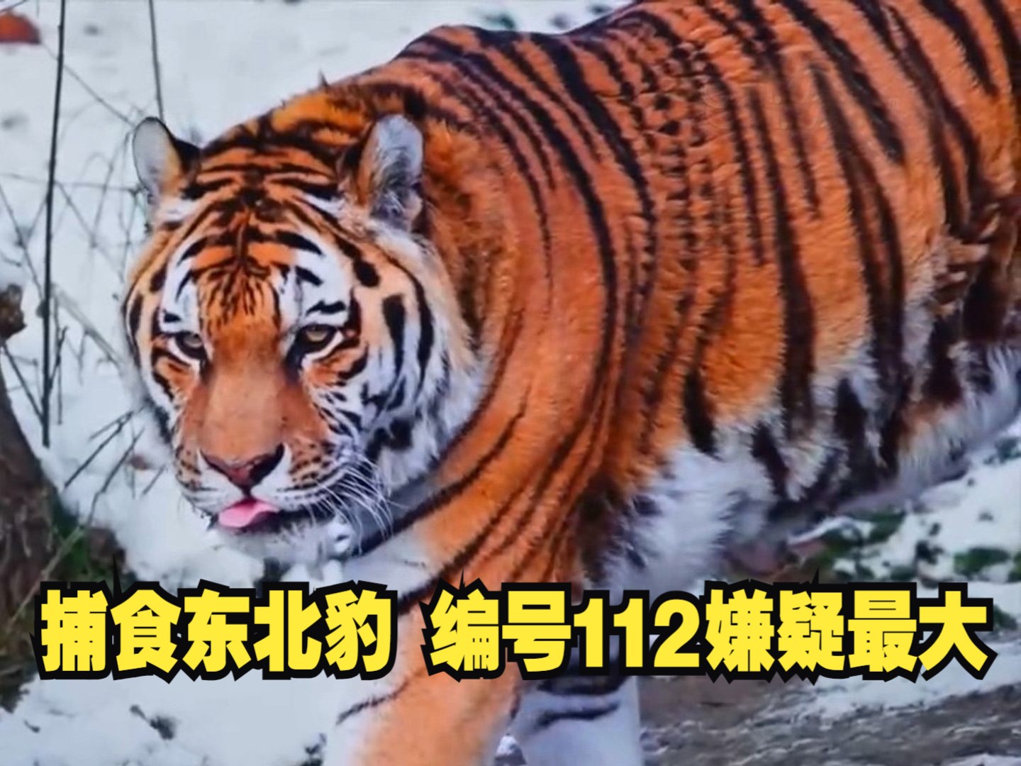 “东北虎捕食东北豹” 编号112嫌疑最大