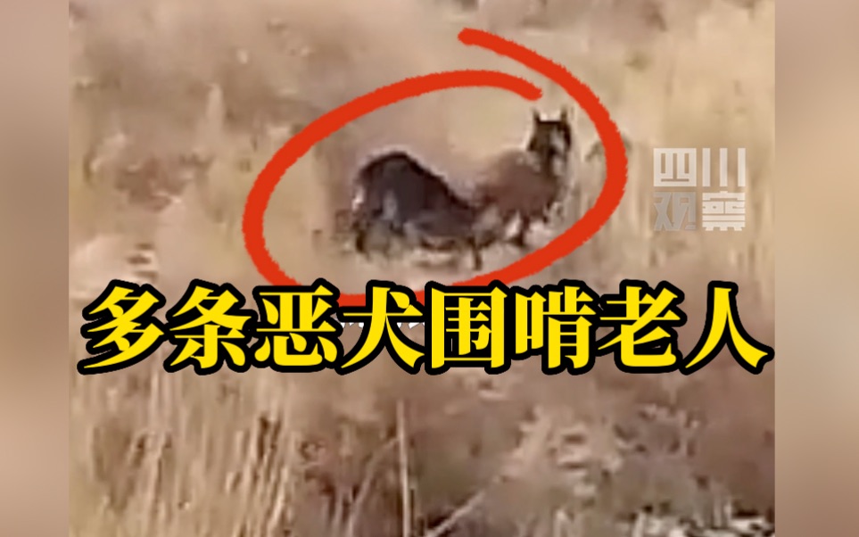 六旬夫妇被多只恶狗袭击，致一死一伤，遇难者仅剩骸骨，狗主人目前已被拘留。