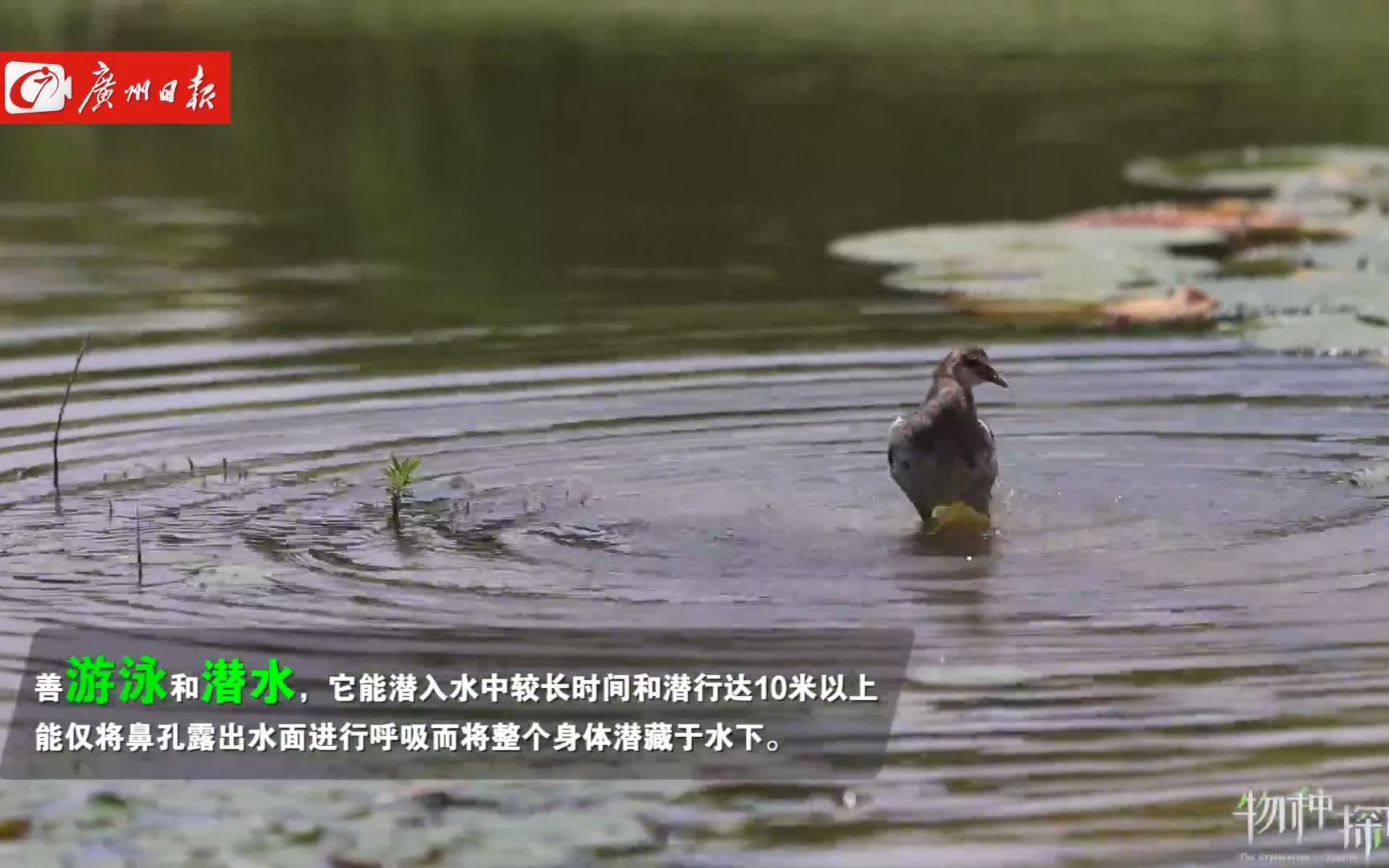 红冠水鸡：看我施展“凌波微步”