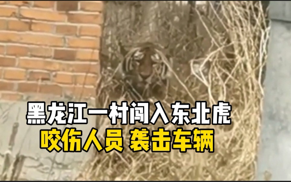 这你敢滑铲？东北虎下山进村 飞奔袭击车辆