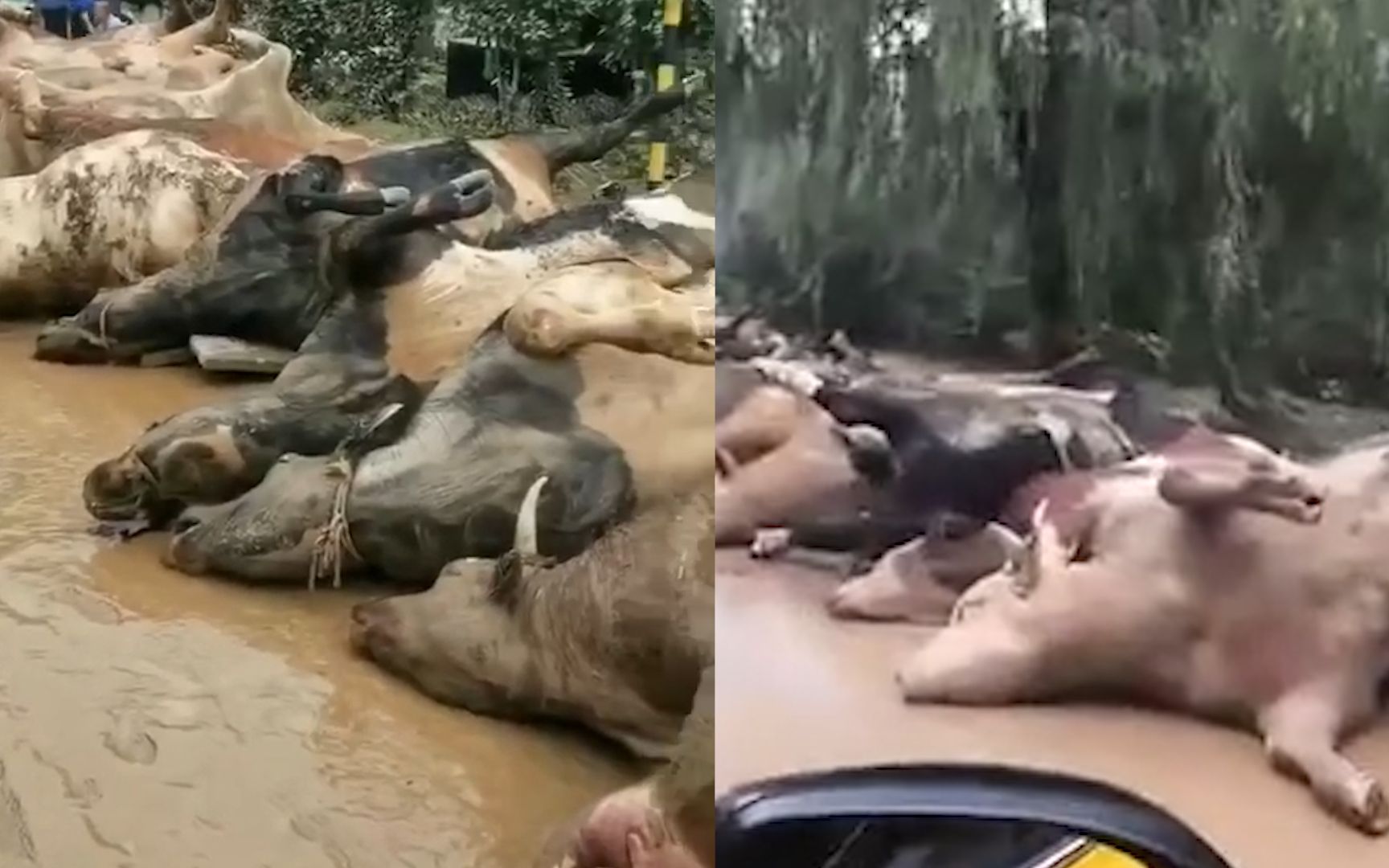 可惜！临沂暴雨致一养牛场100余头牛被淹死 牛尸摆路旁长数十米