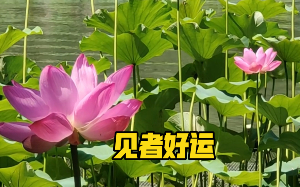 太美了！北海公园荷花盛开正当时！见者好运❤️