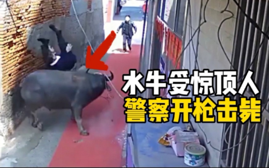 水牛受惊顶人，警察开枪击毙