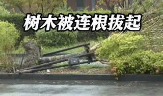 记者在上海临港滴水湖直击台风“贝碧嘉”登陆：树木被连根拔起