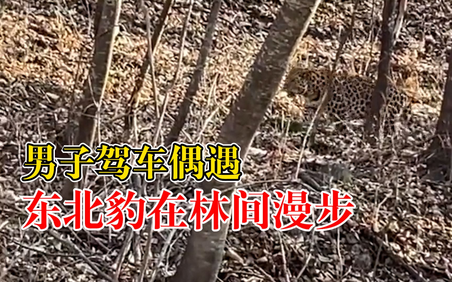 男子驾车偶遇东北豹林间散步：东北虎常见，东北豹不常见