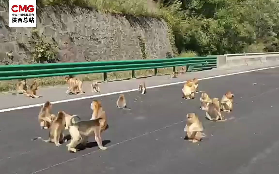 陕西安康：金丝猴组团上高速