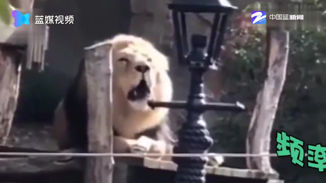 我不是人但你是真的狗!动物园狮子与游客对吼 高手过招猜谁赢了？