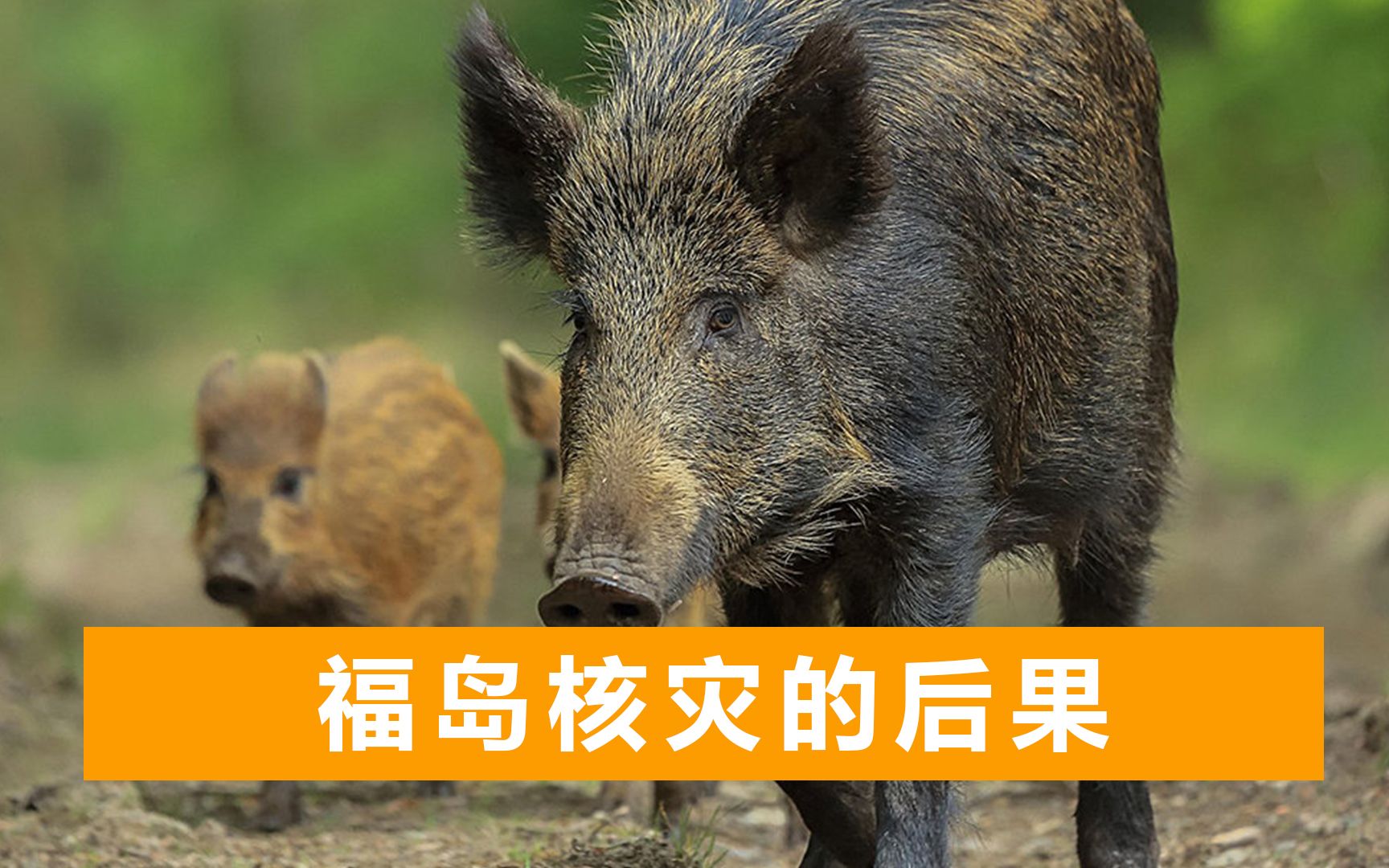 日本核辐射致野猪变异，催生新物种肆虐福岛，基因研究有意外发现