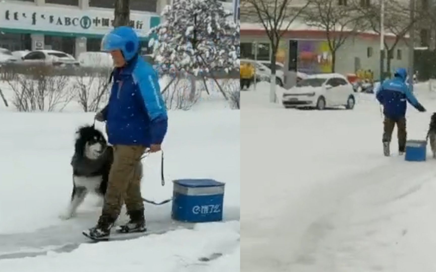 可可爱爱！雪橇犬拉着外卖箱陪小哥送餐 网友：干回老本行了