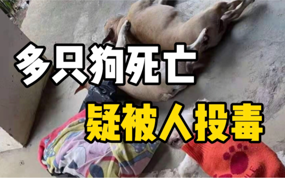 小区内多只宠物狗因误食地上鸭骨头后中毒死亡，疑似被人投毒