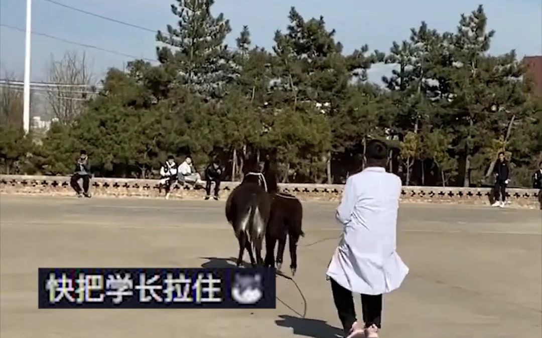 兽医专业学生校园内狂追受惊毛驴， 网友：到嘴的驴肉火烧跑了