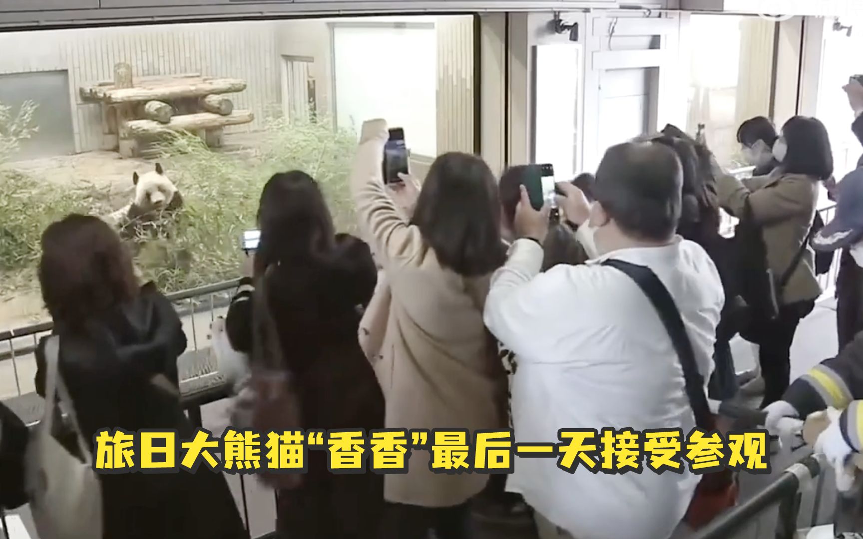 “没香香我搞不好活不下去”，旅日大熊猫“香香”最后一天接受参观