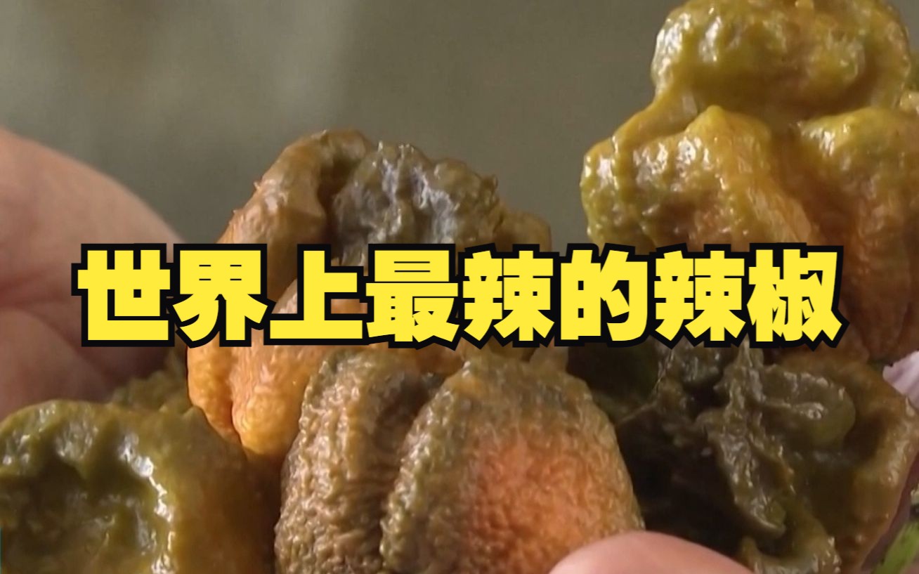 美国一男子培育出最辣辣椒 获得吉尼斯世界纪录认证！